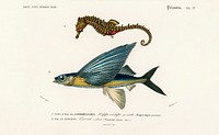 Lined seahorse (Hippocampus Erectus) and Stropical two wing flying fish (Exocoetus Volitan) illustrated by Charles Dessalines D' Orbigny (1806-1876). Digitally enhanced from our own 1892 edition of Dictionnaire Universel D'histoire Naturelle.