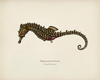 Lined seahorse (Hippocampus Erectus) illustrated by Charles Dessalines D' Orbigny (1806-1876). Digitally enhanced from our own 1892 edition of Dictionnaire Universel D'histoire Naturelle.