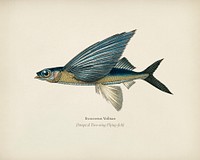 Stropical two wing flying fish (Exocoetus Volitan) illustrated by Charles Dessalines D' Orbigny (1806-1876). Digitally enhanced from our own 1892 edition of Dictionnaire Universel D'histoire Naturelle.