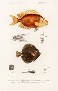 Different types of fishes illustrated by <a href="https://www.rawpixel.com/search/Charles%20Dessalines%20D%27%20Orbigny?sort=curated&amp;page=1">Charles Dessalines D&#39; Orbigny</a> (1806-1876). Digitally enhanced from our own 1892 edition of Dictionnaire Universel D&#39;histoire Naturelle.