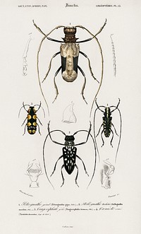 Different types of beetles illustrated by <a href="https://www.rawpixel.com/search/Charles%20Dessalines%20D%27%20Orbigny?sort=curated&amp;page=1">Charles Dessalines D&#39; Orbigny</a> (1806-1876). Digitally enhanced from our own 1892 edition of Dictionnaire Universel D&#39;histoire Naturelle.