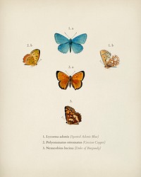 Collection of hand drawings of butterflies illustrated by <a href="https://www.rawpixel.com/search/Charles%20Dessalines%20D%27%20Orbigny?&amp;page=1">Charles Dessalines D&#39; Orbigny</a> (1806-1876). Digitally enhanced from our own 1892 edition of Dictionnaire Universel D&#39;histoire Naturelle.
