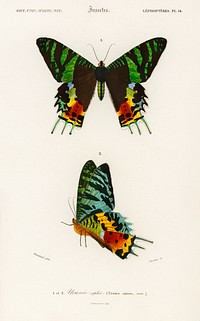 Madagascan Sunset Moth (Urania Riphaeus) illustrated by <a href="https://www.rawpixel.com/search/Charles%20Dessalines%20D%27%20Orbigny?sort=curated&amp;page=1">Charles Dessalines D&#39; Orbigny</a> (1806-1876). Digitally enhanced from our own 1892 edition of Dictionnaire Universel D&#39;histoire Naturelle.