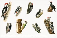 Hand drawing of birds collection illustrated by <a href="https://www.rawpixel.com/search/the%20von%20Wright%20brothers?&amp;page=1">the von Wright brothers</a>. Digitally enhanced from our own 1929 folio version of Svenska F&aring;glar Efter Naturen Och Pa Sten Ritade.