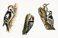 Handrawing of woodpecker birds illustrated by the von Wright brothers. Digitally enhanced from our own 1929 folio version of Svenska F&aring;glar Efter Naturen Och Pa Sten Ritade.