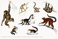 Different types of monkeys illustrated by <a href="https://www.rawpixel.com/search/Charles%20Dessalines%20D%27%20Orbigny?&amp;page=1">Charles Dessalines D&#39; Orbigny</a> (1806-1876). Digitally enhanced from our own 1892 edition of Dictionnaire Universel D&#39;histoire Naturelle.