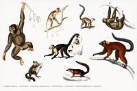 Different types of monkeys illustrated by <a href="https://www.rawpixel.com/search/Charles%20Dessalines%20D%27%20Orbigny?&amp;page=1">Charles Dessalines D&#39; Orbigny</a> (1806-1876). Digitally enhanced from our own 1892 edition of Dictionnaire Universel D&#39;histoire Naturelle.