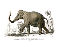 Vintage Asiatic elephant (Elephas maximus) indicus illustration wall art print and poster.