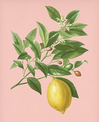 Vintage Illustration of Lemon.