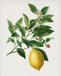 Vintage Illustration of Lemon (Citrus Limonium)