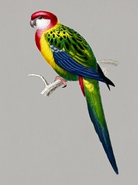 Vintage Illustration of Carolina parakeet (Psittacus carolinensis).