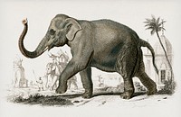 Vintage Illustration of Asiatic elephant (Elephas maximus) indicus