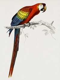 Vintage Illustration of Macaw (Ara canga)