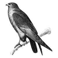Vintage illustrations of Red-footed Falcon