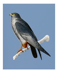 Vintage Red-footed Falcon (Falco rufipes) illustration wall art print and poster.