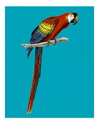 Vintage Macaw (Ara canga) illustration wall art print and poster.