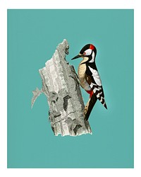 Vintage great spotted woodpecker (Picus major) illustration wall art print and poster.