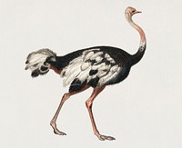 Vintage Illustration of Common ostrich (Struthio camelus)