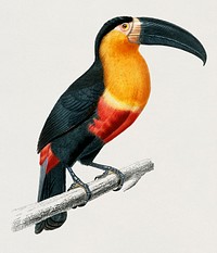 Vintage Illustration of Toucan (Ramphastos)