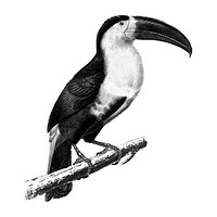 Vintage illustrations of Toucan