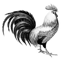 Vintage illustrations of Rooster