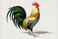 Vintage Illustration of Cock