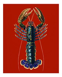 Vintage Crimson Crawfish (Palemon Ornatum) illustration wall art print and poster.