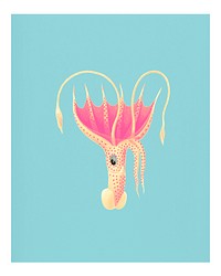 Vintage umbrella squid (Histioteuthis bonnellii) illustration wall art print and poster.