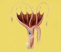 Vintage Illustration of The umbrella squid.