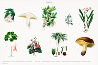 Different types of plants illustrated by Charles Dessalines D' Orbigny (1806-1876). Digitally enhanced from our own 1892 edition of Dictionnaire Universel D'histoire Naturelle.