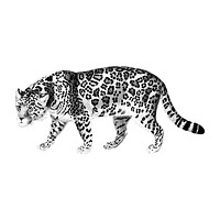 Vintage illustrations of Jaguar
