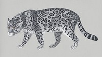 Vintage Illustration of Jaguar.