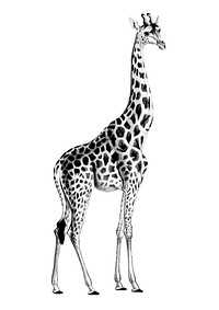 Vintage illustrations of Giraffe
