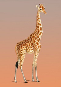Vintage Illustration of Giraffe.
