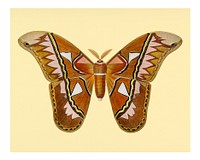 Vintage Attacus Atlas Moth (Attacus Aurora) wall art print and poster.