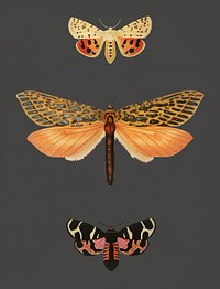 Vintage Illustration of Collection of moths.