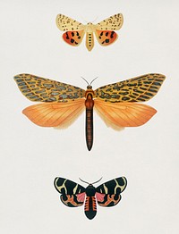 Vintage Illustration of Collection of moths