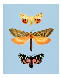 Vintage moths remix wall art print and poster.