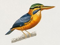 Vintage Illustration of Rufous-collared kingfisher (Martin chasseur trapu)