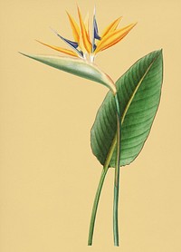 Vintage Illustration of Bird of paradise.