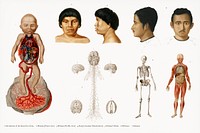 Human anatomy illustrated by Charles Dessalines D' Orbigny (1806-1876). Digitally enhanced from our own 1892 edition of Dictionnaire Universel D'histoire Naturelle.