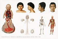 Human anatomy illustrated by <a href="https://www.rawpixel.com/search/Charles%20Dessalines%20D%27%20Orbigny?&amp;page=1">Charles Dessalines D&#39; Orbigny</a> (1806-1876). Digitally enhanced from our own 1892 edition of Dictionnaire Universel D&#39;histoire Naturelle.