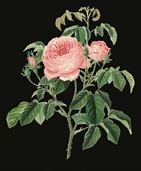 Vintage Illustration of Cabbage Rose.