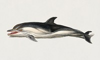 Vintage Illustration of Delphinus delphis