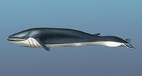 Illustration of Balaenoptera rorqual.