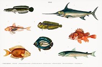 <a href="https://www.rawpixel.com/search/Charles%20Dessalines%20D%27%20Orbigny?&amp;page=1">Different types of fishes illustrated by</a> Charles Dessalines D&#39; Orbigny (1806-1876) Digitally enhanced from our own 1892 edition of Dictionnaire Universel D&#39;histoire Naturelle.