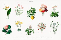 Different types of plants illustrated by <a href="https://www.rawpixel.com/search/Charles%20Dessalines%20D%27%20Orbigny?&amp;page=1">Charles Dessalines D&#39; Orbigny </a>(1806-1876). Digitally enhanced from our own 1892 edition of Dictionnaire Universel D&#39;histoire Naturelle.