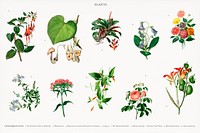 Different types of plants illustrated by <a href="https://www.rawpixel.com/search/Charles%20Dessalines%20D%27%20Orbigny?&amp;page=1">Charles Dessalines D&#39; Orbigny </a>(1806-1876). Digitally enhanced from our own 1892 edition of Dictionnaire Universel D&#39;histoire Naturelle.