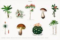 Different types of plants illustrated by <a href="https://www.rawpixel.com/search/Charles%20Dessalines%20D%27%20Orbigny?&amp;page=1">Charles Dessalines D&#39; Orbigny</a> (1806-1876). Digitally enhanced from our own 1892 edition of Dictionnaire Universel D&#39;histoire Naturelle.
