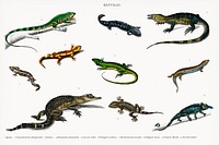 Different types of reptiles illustrated by Charles Dessalines D' Orbigny (1806-1876). Digitally enhanced from our own 1892 edition of Dictionnaire Universel D'histoire Naturelle.
